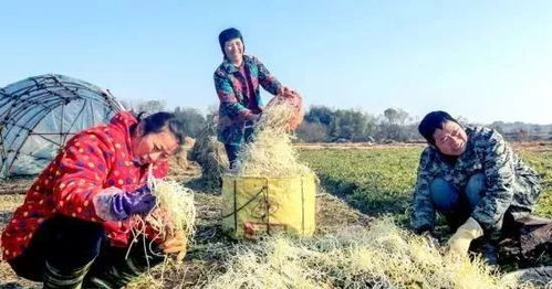 你知道芹芽是什么吗 一斤能卖10块钱,点开视频看看吧